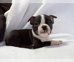 Image preview for Ad Listing. Nickname: AKC Little Guy