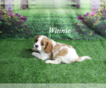 Small #21 Cavalier King Charles Spaniel