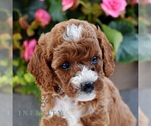 Poodle (Miniature) Puppy for sale in MADISONBURG, PA, USA