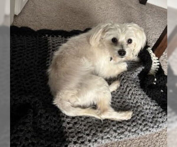 Medium Photo #5 Mutt Puppy For Sale in Allentown,, PA, USA