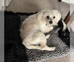 Small #4 Mutt