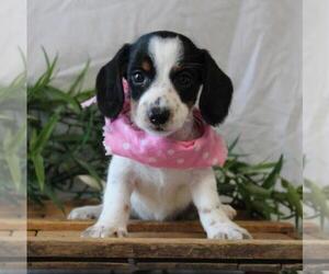 Dachshund Puppy for sale in ORO VALLEY, AZ, USA