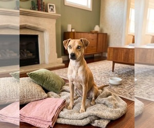 Aussiedor Dogs for adoption in Escondido, CA, USA