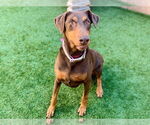 Small Doberman Pinscher