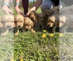 Small Photo #5 Golden Retriever Puppy For Sale in CROSSVILLE, TN, USA