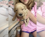 Puppy Puppy 6 Brown Golden Retriever
