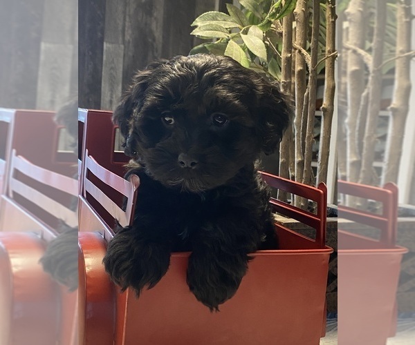 Medium Photo #3 Lhasa Apso-Poodle (Toy) Mix Puppy For Sale in CANOGA, NY, USA
