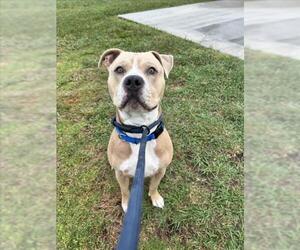 American Pit Bull Terrier Dogs for adoption in Vero Beach, FL, USA