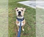 Small American Pit Bull Terrier