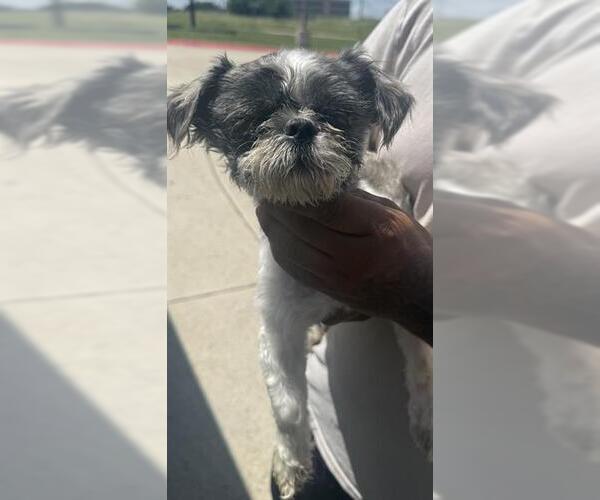 Medium Photo #1 Shih Tzu-Unknown Mix Puppy For Sale in San Antonio, TX, USA