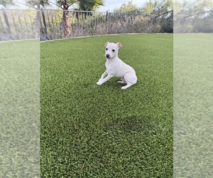 Italian Greyhound Puppy for sale in SAN DIEGO, CA, USA