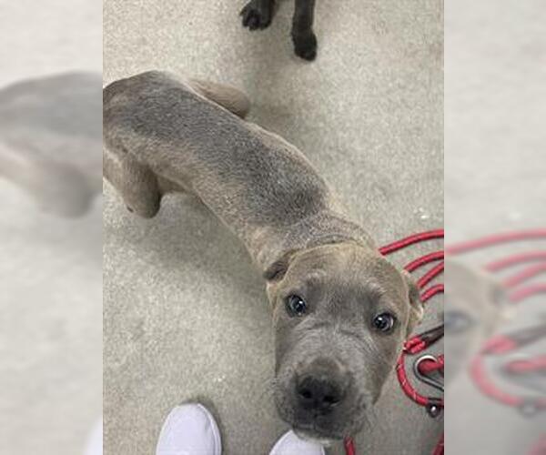 Medium Photo #1 Mutt Puppy For Sale in HESPERIA, CA, USA