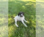 Puppy River German Shorthaired Pointer