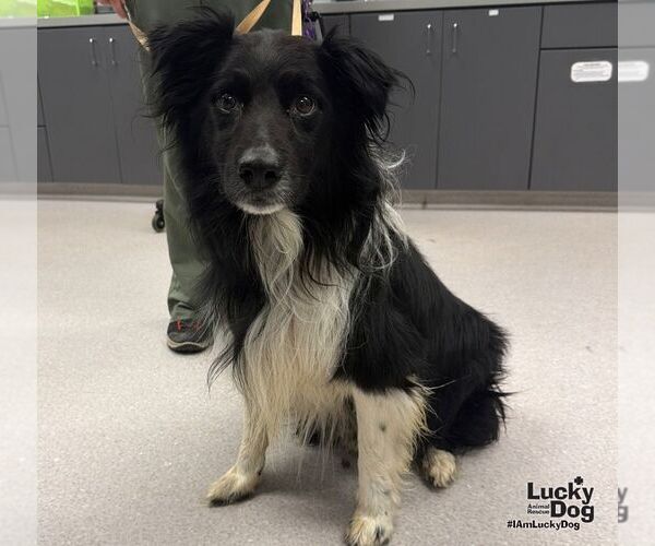 Medium Photo #2 Border Collie-Unknown Mix Puppy For Sale in Washington, DC, USA