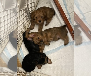 Yorkshire Terrier Puppy for sale in NATIONAL CITY, CA, USA