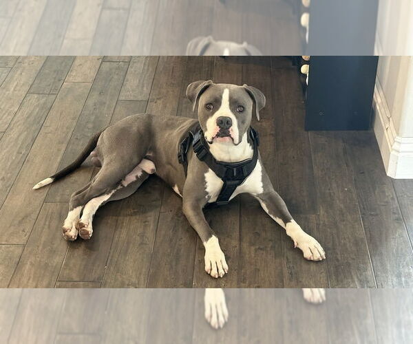 Medium Photo #1 American Pit Bull Terrier-Unknown Mix Puppy For Sale in Dana Point, CA, USA