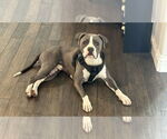 Small American Pit Bull Terrier Mix