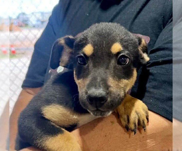 Medium Photo #13 Labbe Puppy For Sale in Princeton, MN, USA