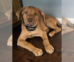 Small #5 Doberman Pinscher-Labrador Retriever Mix