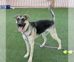 Small #1 German Shepherd Dog Mix