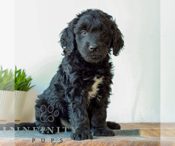 Medium Photo #3 Goldendoodle (Miniature) Puppy For Sale in LITITZ, PA, USA