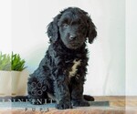 Small #2 Goldendoodle (Miniature)
