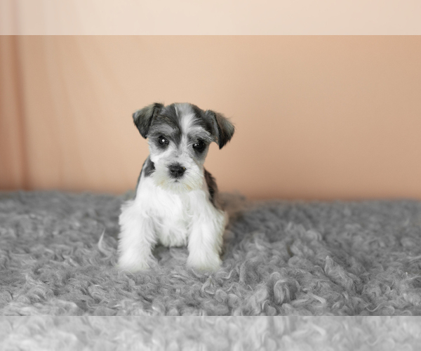 Medium Photo #2 Schnauzer (Miniature) Puppy For Sale in MILLERSBURG, IN, USA
