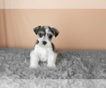 Small Photo #31 Schnauzer (Miniature) Puppy For Sale in MILLERSBURG, IN, USA