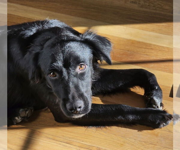 Medium Photo #2 Mutt Puppy For Sale in Oak Bluffs, MA, USA