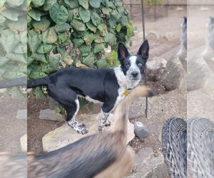Ancel Adams - Male Mutt Dog for Adoption - Photo #4