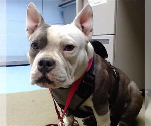 Bulldog-Unknown Mix Dogs for adoption in Moreno Valley, CA, USA