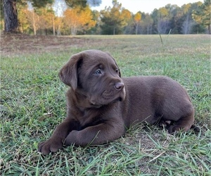 Medium Labrador Retriever