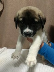 Anatolian Shepherd Puppy for sale in ASHEVILLE, NC, USA