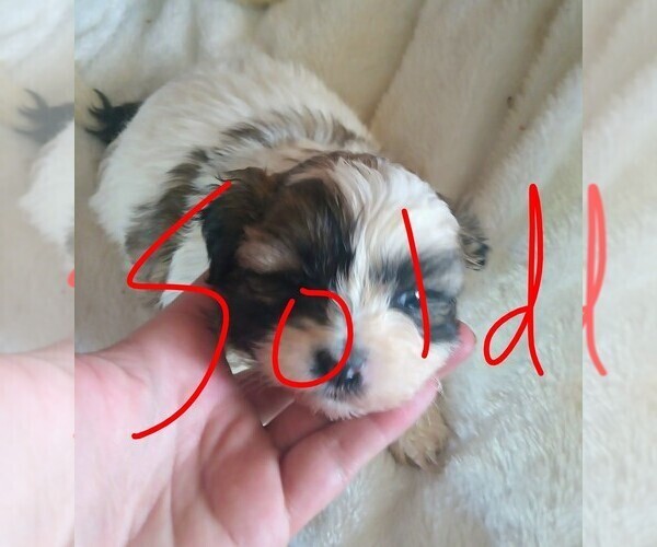 Medium Photo #3 Mal-Shi Puppy For Sale in WOBURN, MA, USA