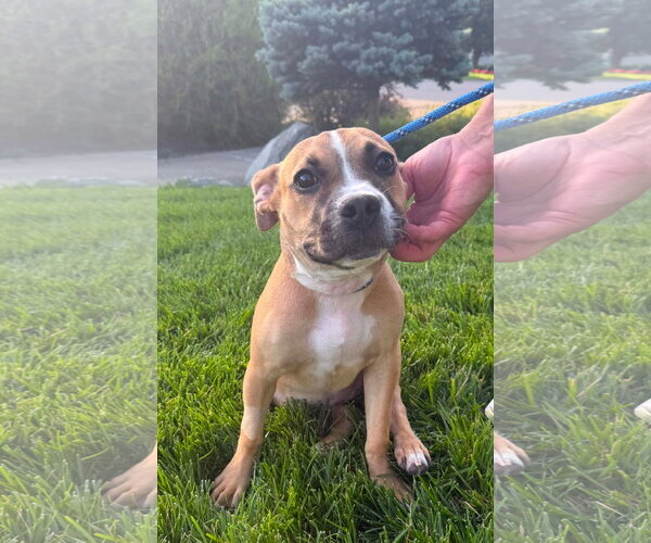 Medium Photo #11 Bulldog-Unknown Mix Puppy For Sale in Germantown, OH, USA