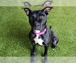 Small Labrador Retriever Mix