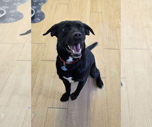 Mutt Dogs for adoption in Rockaway, NJ, USA