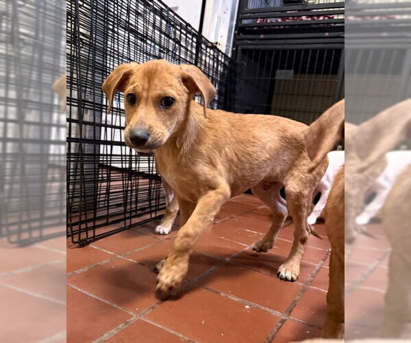 Medium Photo #3 Chiweenie Puppy For Sale in Jefferson, NJ, USA