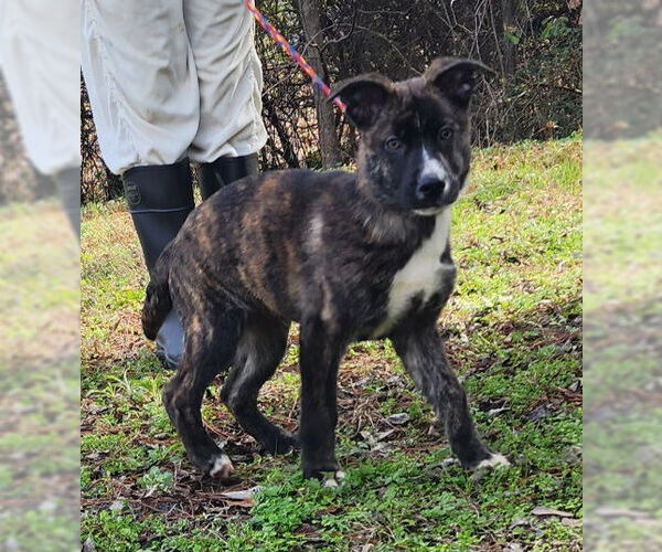 Medium Photo #2 German Shepherd Dog-Unknown Mix Puppy For Sale in Wetumpka, AL, USA