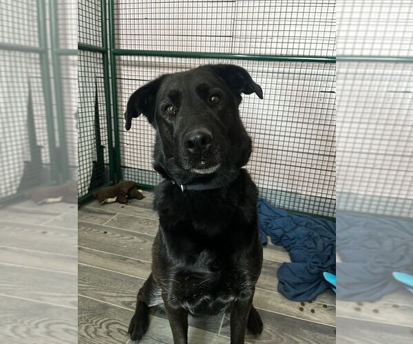 Medium Photo #3 Labrador Retriever-Unknown Mix Puppy For Sale in Calgary, Alberta, Canada
