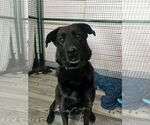 Small #2 Labrador Retriever Mix
