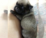 Small Photo #1 Pug Puppy For Sale in MEDFORD, MA, USA