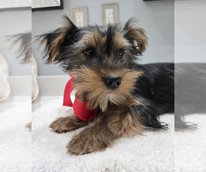 Yorkshire Terrier Puppy for sale in GRAND RAPIDS, MI, USA