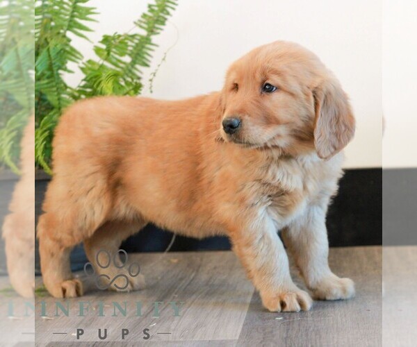 Medium Photo #4 Golden Retriever Puppy For Sale in LITITZ, PA, USA