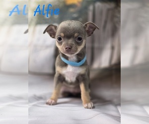 Chihuahua Puppy for sale in HOMERVILLE, GA, USA