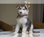 Puppy 10 German Shepherd Dog-Siberian Husky Mix