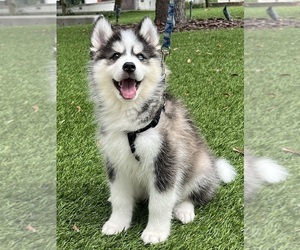 Pomsky Puppy for sale in HAINES CITY, FL, USA