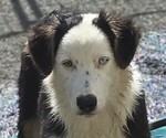 Small Australian Shepherd