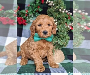 Goldendoodle (Miniature) Puppy for sale in CHRISTIANA, PA, USA