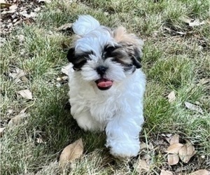 Shih Tzu Puppy for sale in VANCOUVER, WA, USA